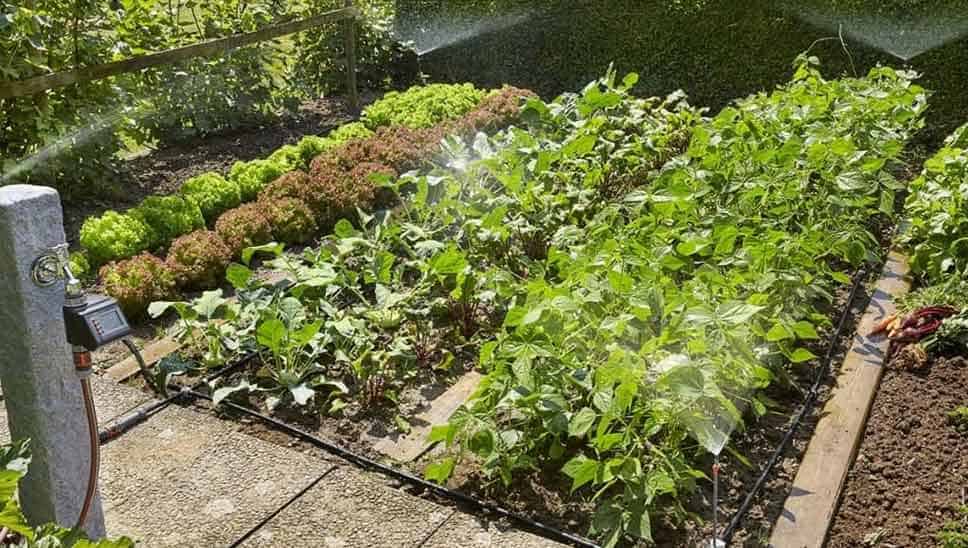 9 Best Watering Systems For Plants