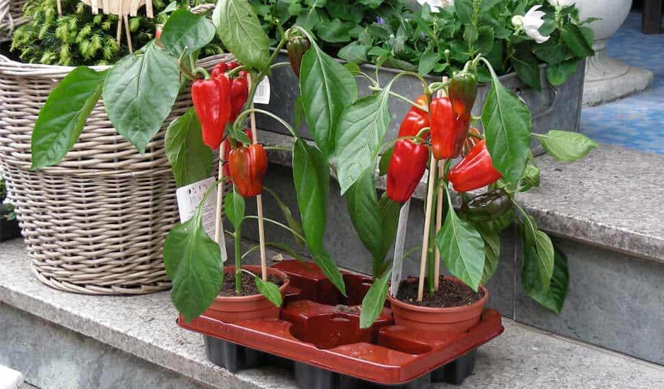 peppers plant in small pots at the stairs of house, an example of cheap vegetable garden ideas