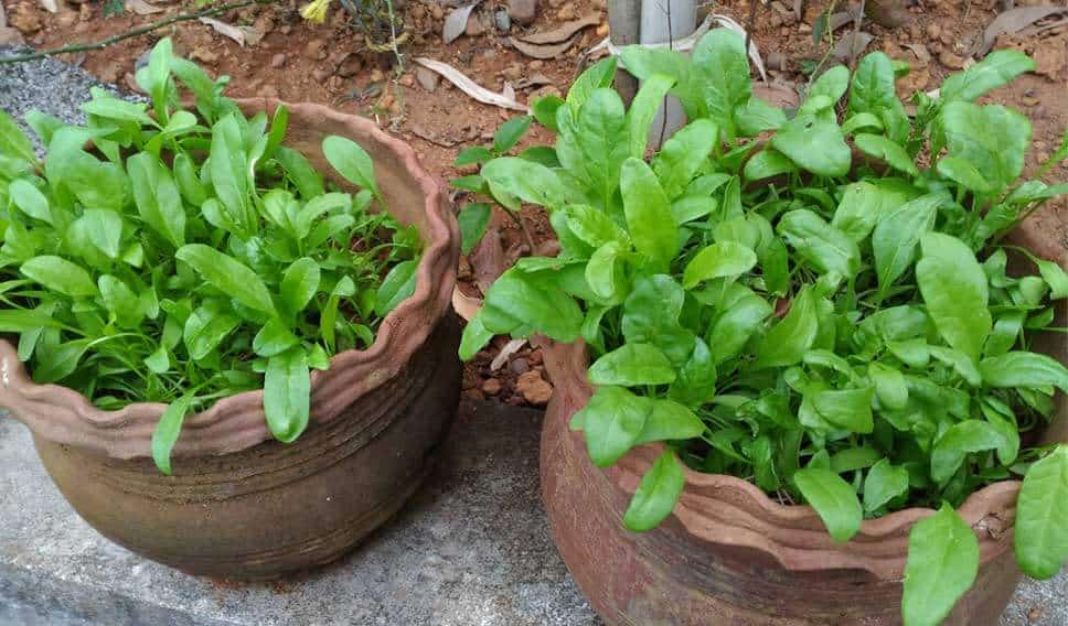 spinach in small pots, a cheap vegetable garden idea.