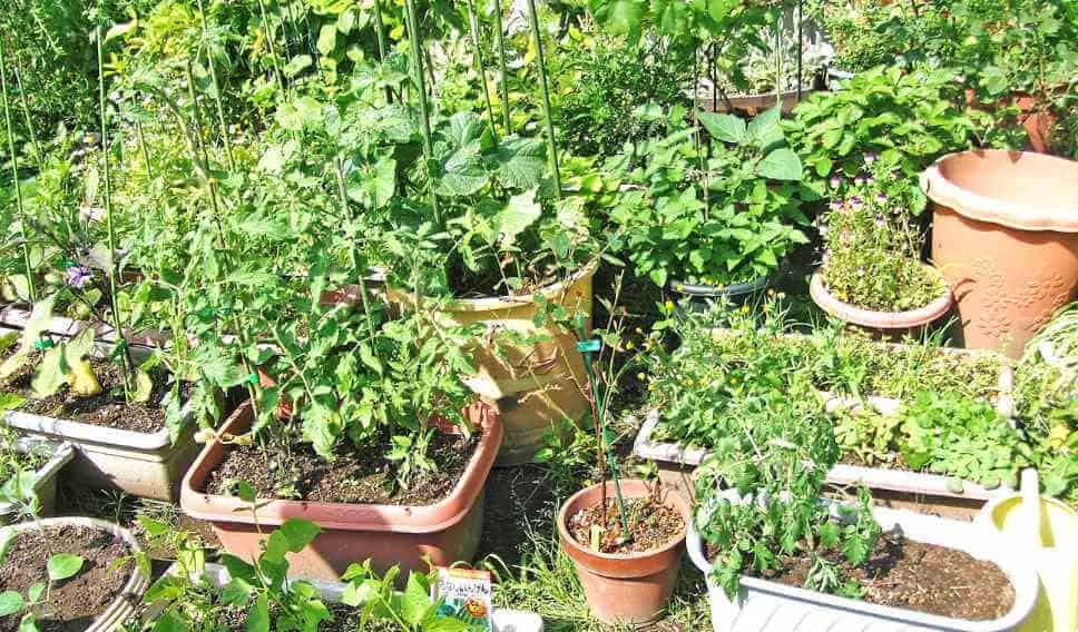 how to start a kitchen garden