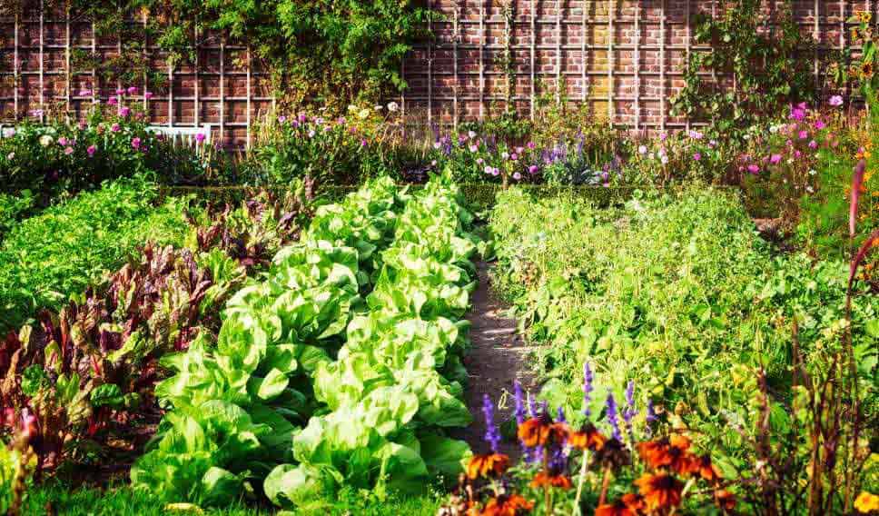 kitchen garden landscap