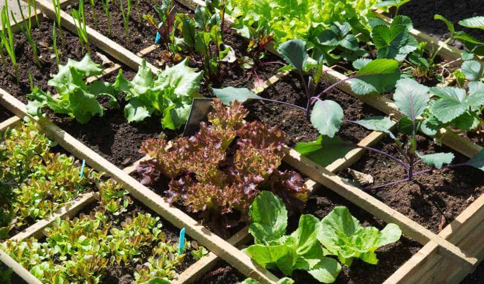 vegetables in containers