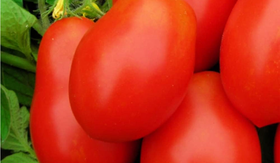 
250 Roma VF Tomato Seeds