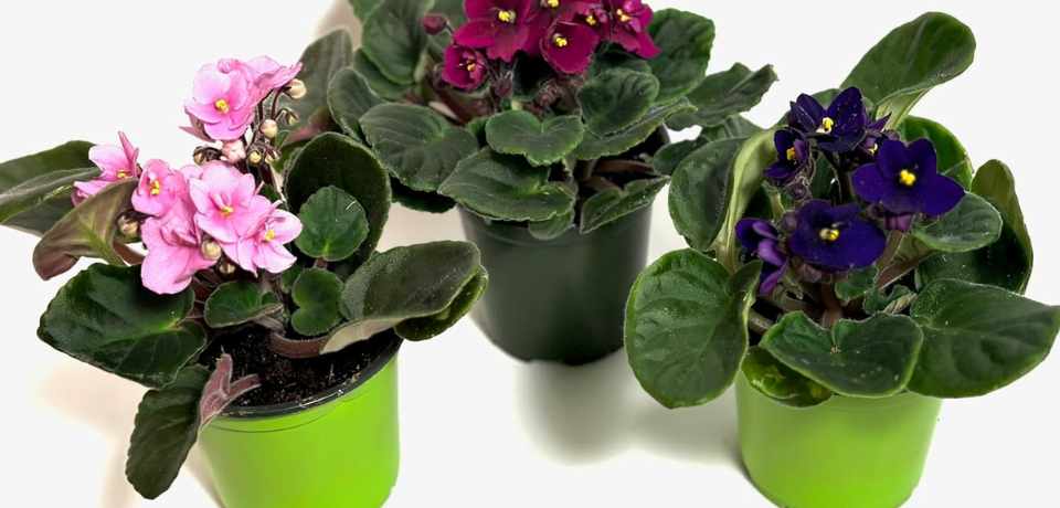 African Violets that grow from stem