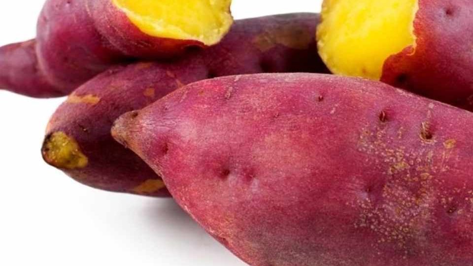 Certified Beauregard Sweet Potato Seeds