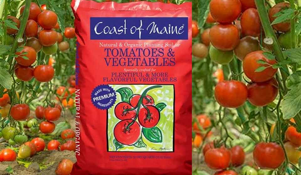 Coast of Maine Organic Tomato