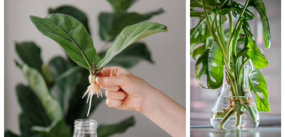 plants that grow from stems