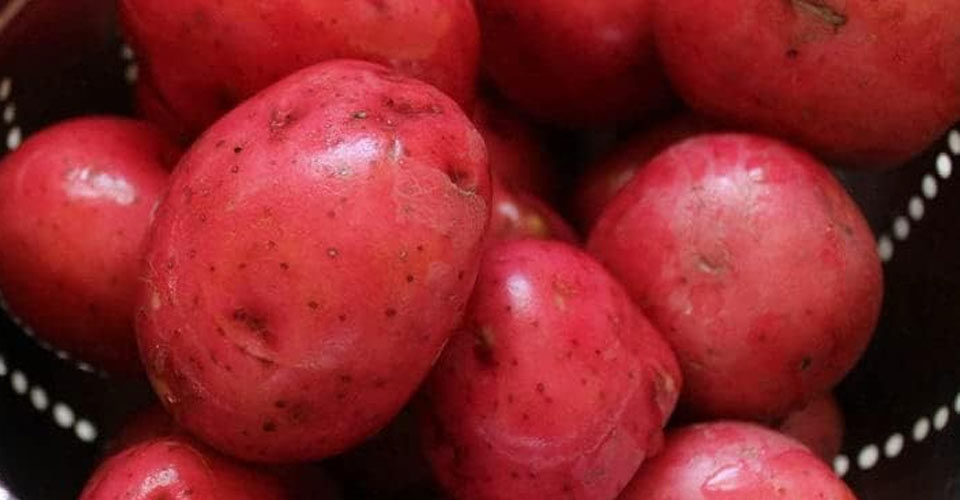 Pontiac Red Seed Potatoes