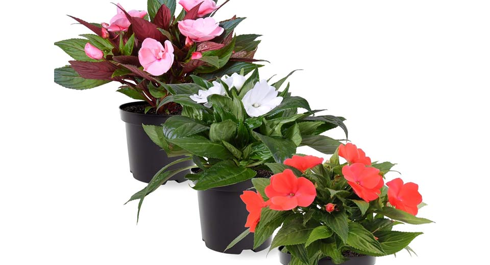 Grow Sunpatiens Flowers In Pots 