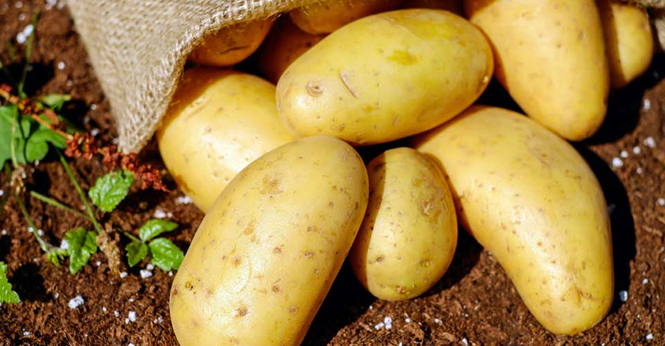 This image has an empty alt attribute; its file name is potatoes-1.jpg