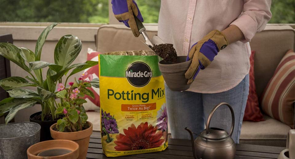 Grow Sunpatiens Flowers In Pots 