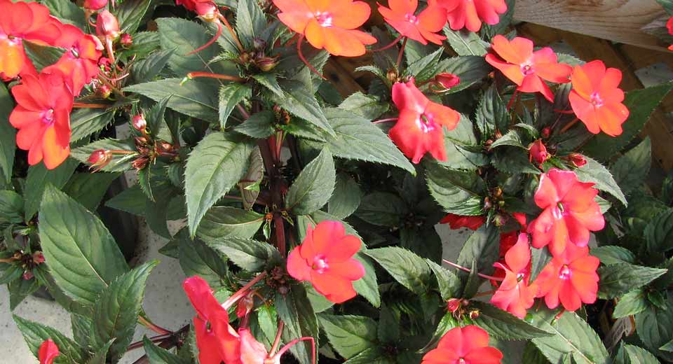 Grow Sunpatiens Flowers In Pots 