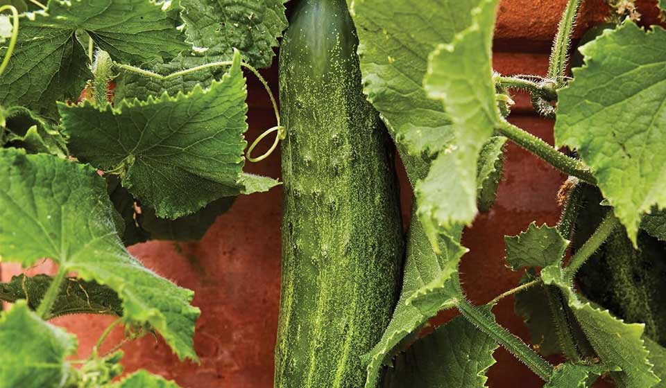 Burpee Bush Champion Slicing Cucumber Seeds