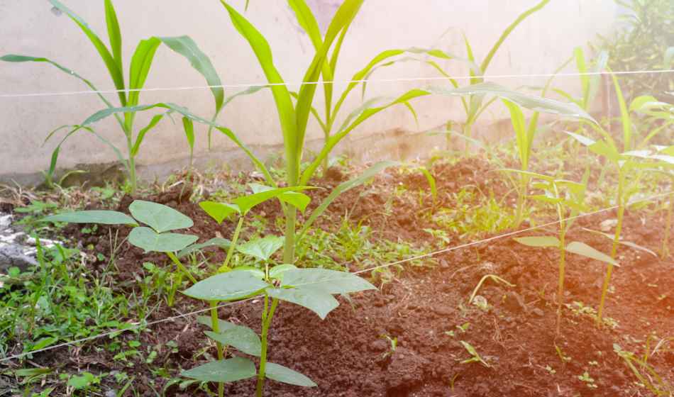 growing intercrops vegetables