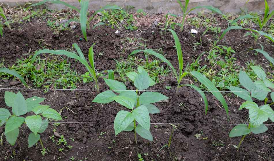 growing intercrops vegetables