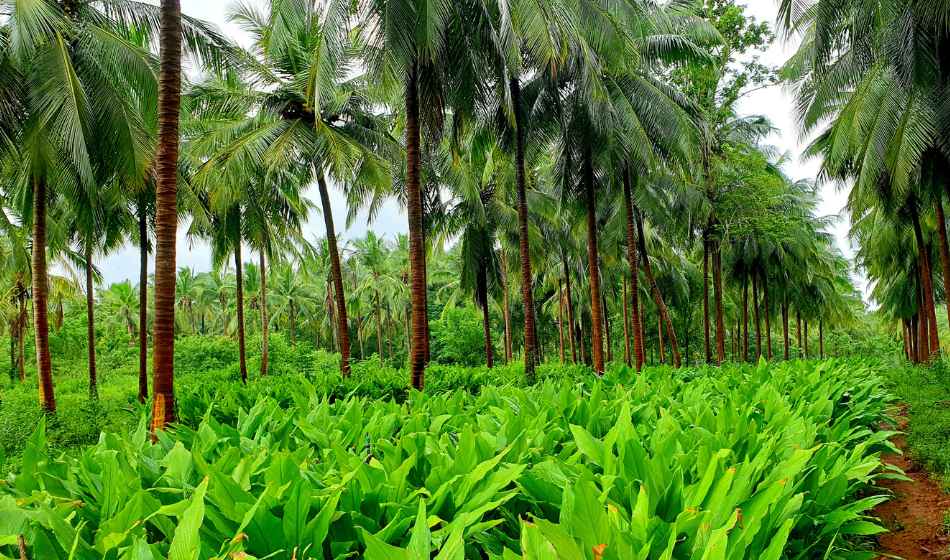 growing intercrops vegetables