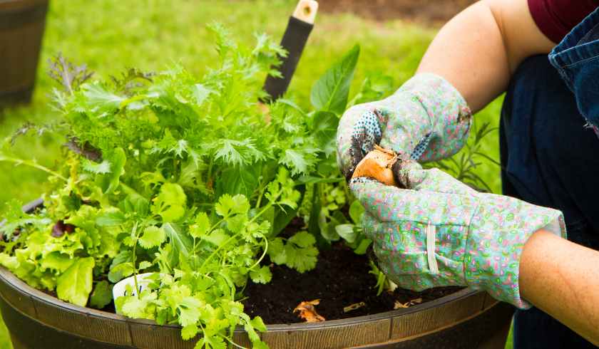 Container Gardening