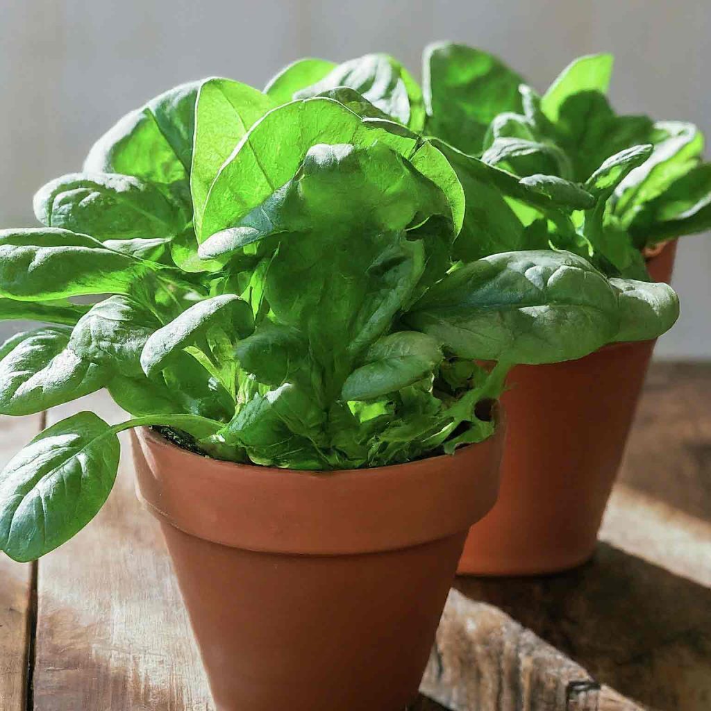 grow spinach in pots