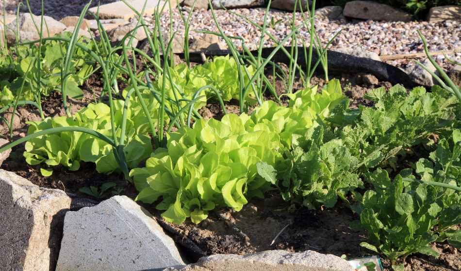 growing intercrops vegetables