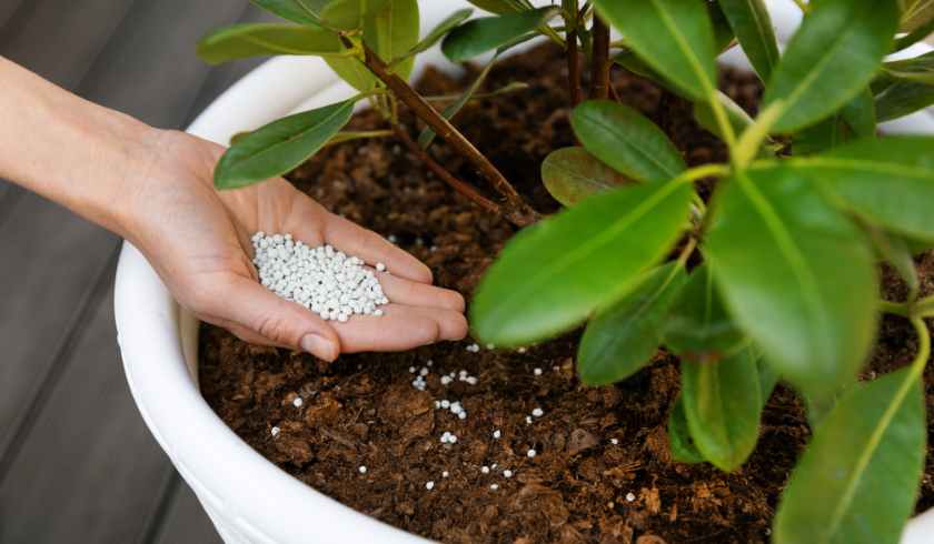 Container Gardening