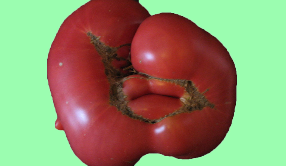 Catfacing In Tomatoes