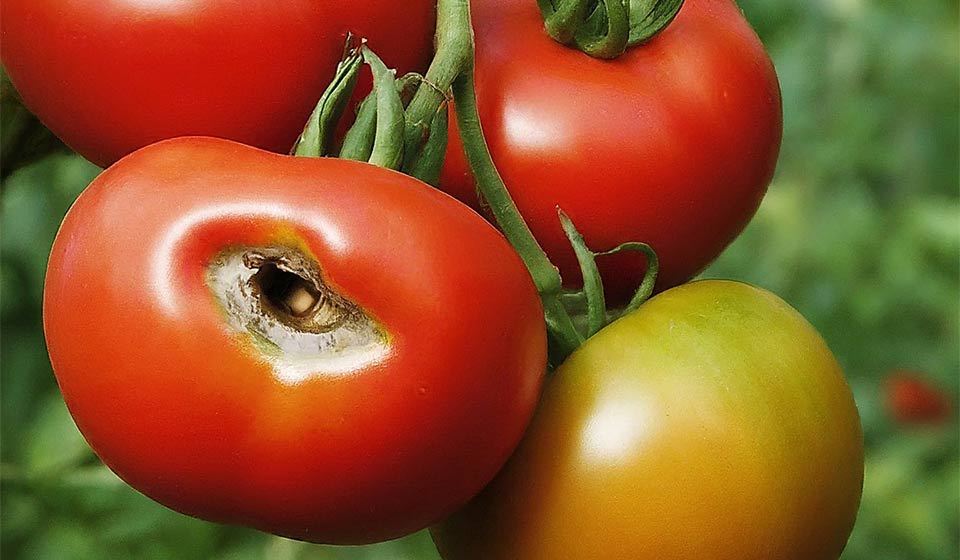 Catfacing In Tomatoes