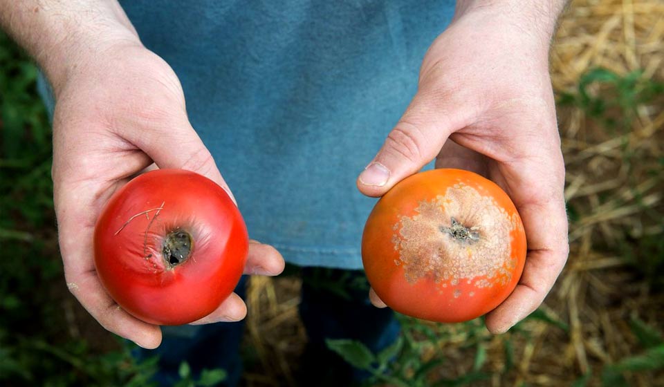 Catfacing In Tomatoes