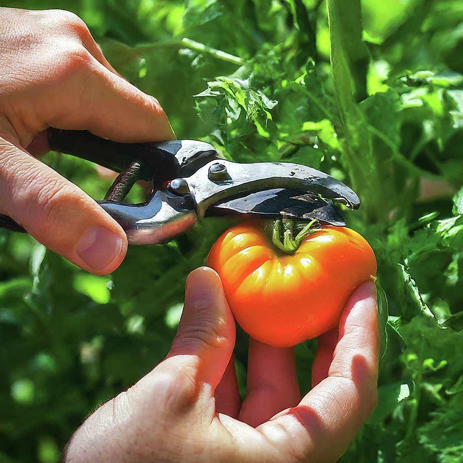 Catfacing In Tomatoes