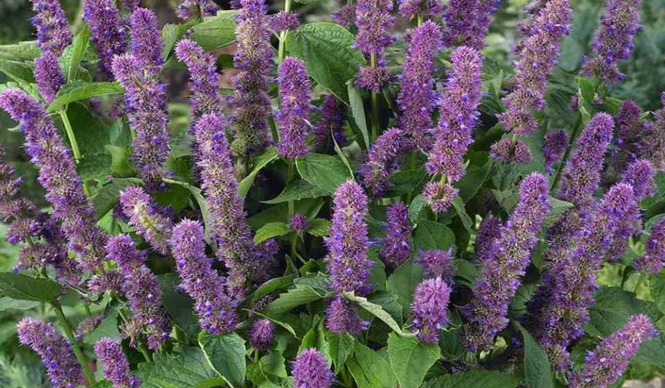 Outsidepride 1000 Seeds Perennial Agastache