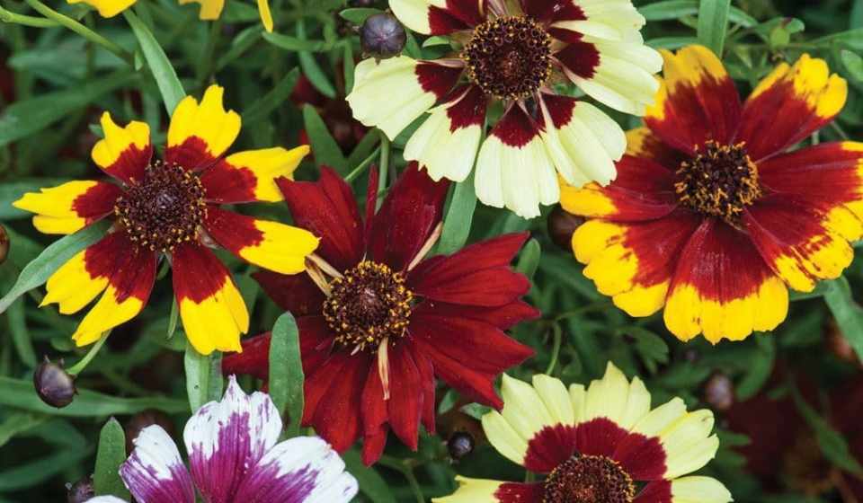 Perennial Coreopsis Flower Seeds