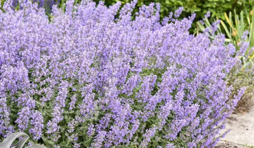 QAUZUY GARDEN 50 Seeds Catmint Seeds