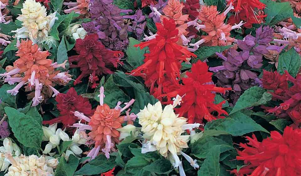 Salvia Flower Garden Seeds