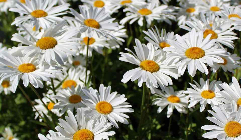 Shasta Daisy Wild Flower Seed