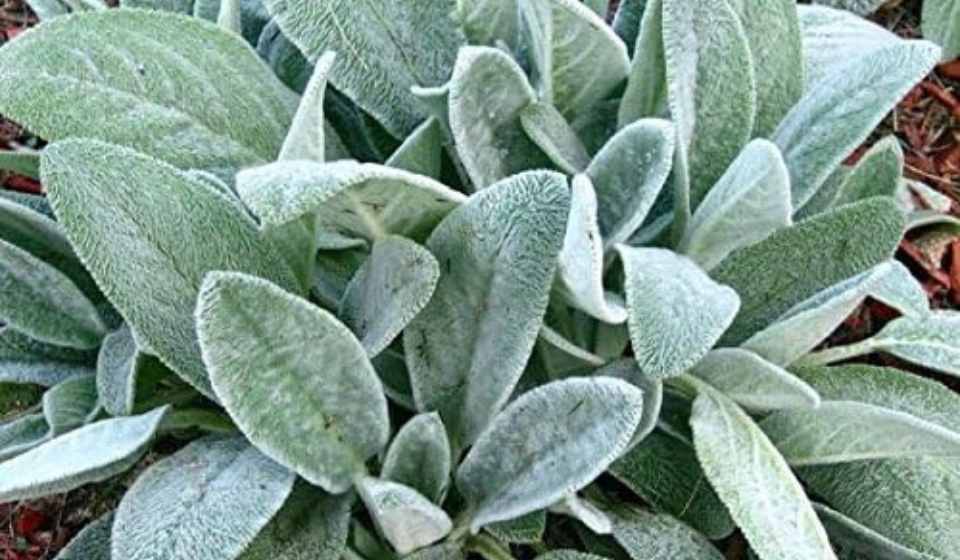 Woolly Lamb's Ear Seeds