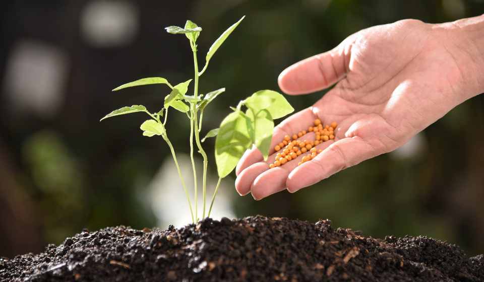 fertilizing on Fastest-Growing Perennials