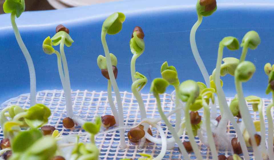How To Germinate Any Seed