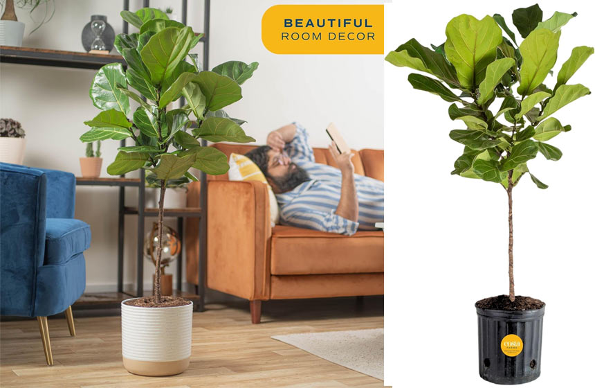 Costa Farms Fiddle Leaf Fig Tree